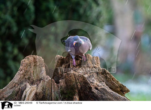 Ringeltaube / culver / MBS-26048