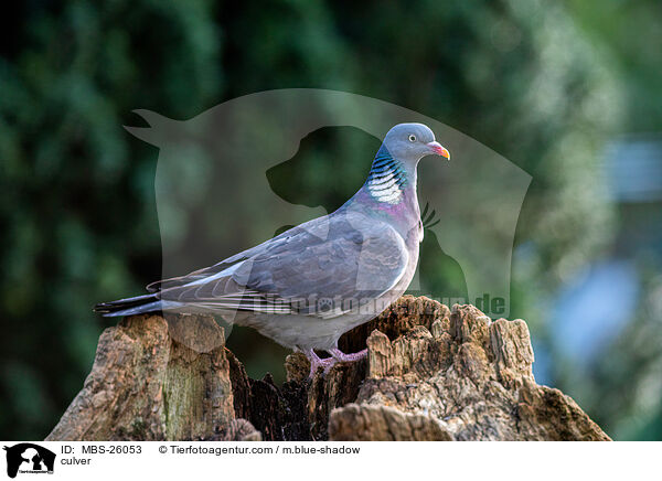 Ringeltaube / culver / MBS-26053