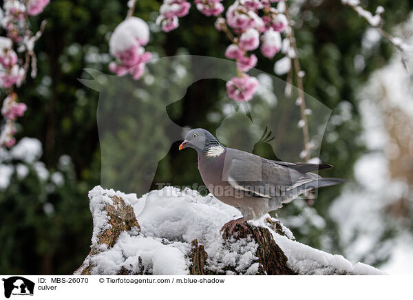 Ringeltaube / culver / MBS-26070