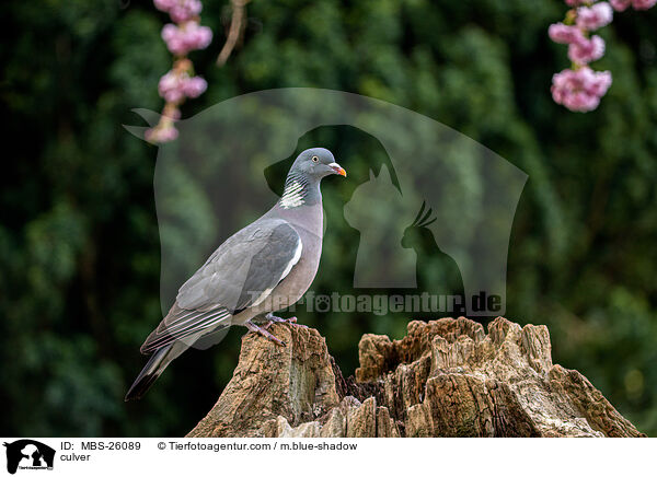 Ringeltaube / culver / MBS-26089