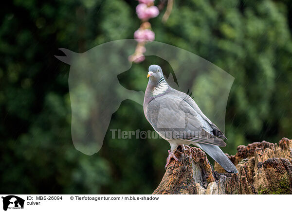Ringeltaube / culver / MBS-26094