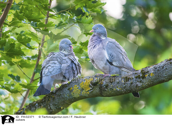 Ringeltauben / culvers / FH-02371