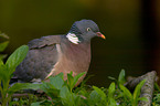 Common Wood Pigeon