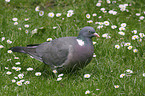 woodpigeon