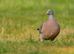 Common Wood Pigeon