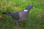 Wood Pigeon