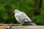 woodpigeon