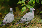 woodpigeons