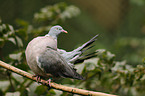 woodpigeon