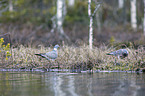 Wood Pigeons