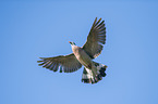 flying Wood Pigeon
