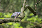 sitting Wood Pigeon