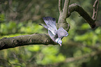 flying Wood Pigeon