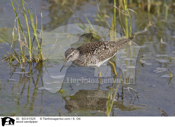Bruchwasserlufer / wood sandpiper / SO-01525
