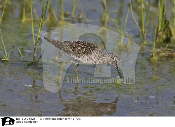 Bruchwasserlufer / wood sandpiper / SO-01526