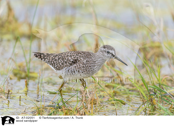 Bruchwasserlufer / wood sandpiper / AT-02051