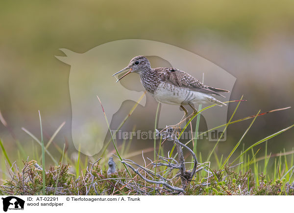 Bruchwasserlufer / wood sandpiper / AT-02291