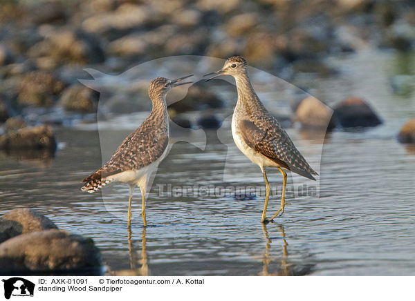stehende Bruchwasserlufer / standing Wood Sandpiper / AXK-01091
