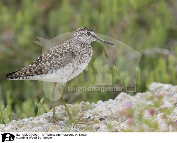 stehender Bruchwasserlufer / standing Wood Sandpiper / AXK-01093