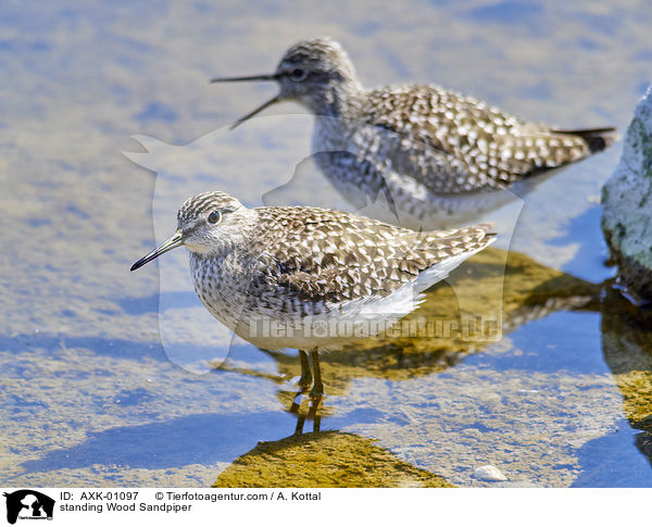 stehende Bruchwasserlufer / standing Wood Sandpiper / AXK-01097