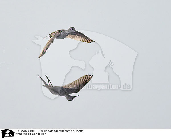 fliegender Bruchwasserlufer / flying Wood Sandpiper / AXK-01099