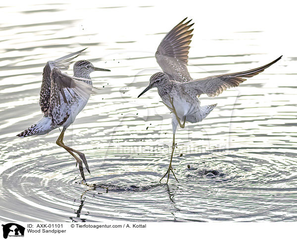 Wood Sandpiper / AXK-01101