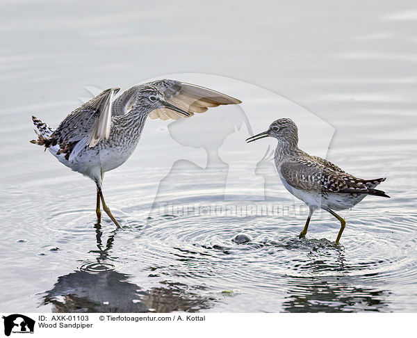 Wood Sandpiper / AXK-01103