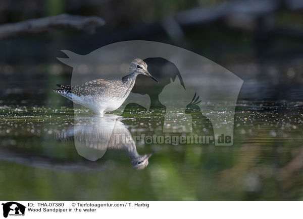 Wood Sandpiper in the water / THA-07380