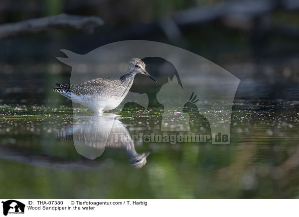 Bruchwasserlufer im Wasser / Wood Sandpiper in the water / THA-07380