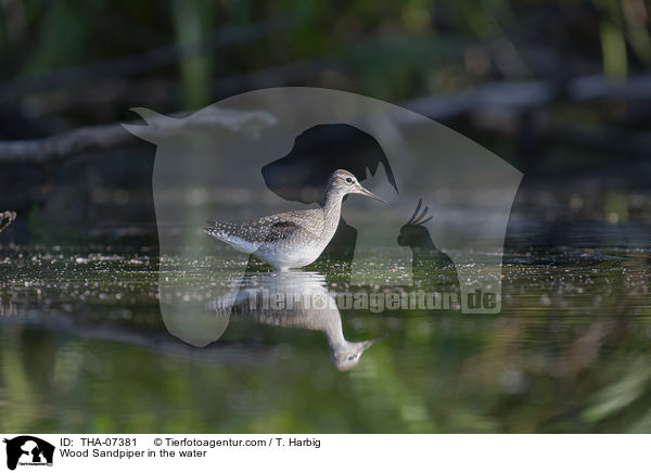 Bruchwasserlufer im Wasser / Wood Sandpiper in the water / THA-07381