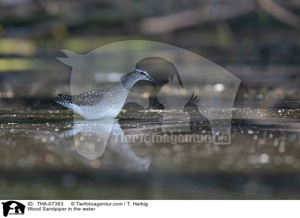 Wood Sandpiper in the water / THA-07383
