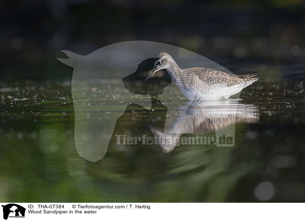 Wood Sandpiper in the water / THA-07384