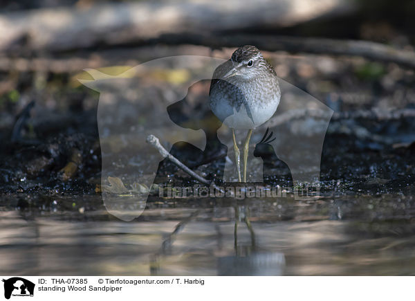 stehender Bruchwasserlufer / standing Wood Sandpiper / THA-07385