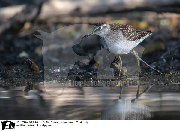 laufender Bruchwasserlufer / walking Wood Sandpiper / THA-07386