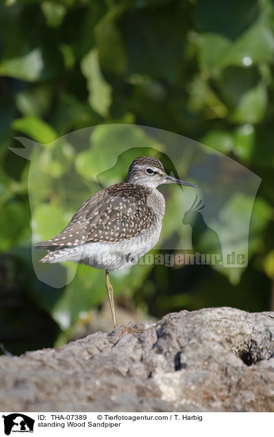 stehender Bruchwasserlufer / standing Wood Sandpiper / THA-07389