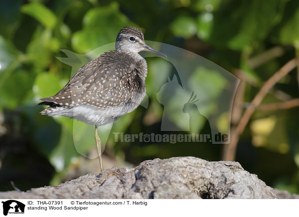 stehender Bruchwasserlufer / standing Wood Sandpiper / THA-07391