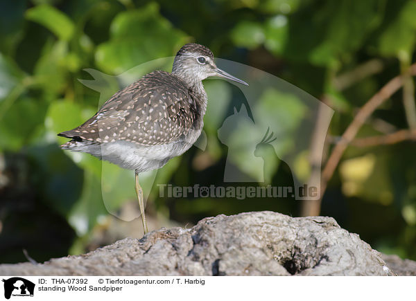 stehender Bruchwasserlufer / standing Wood Sandpiper / THA-07392