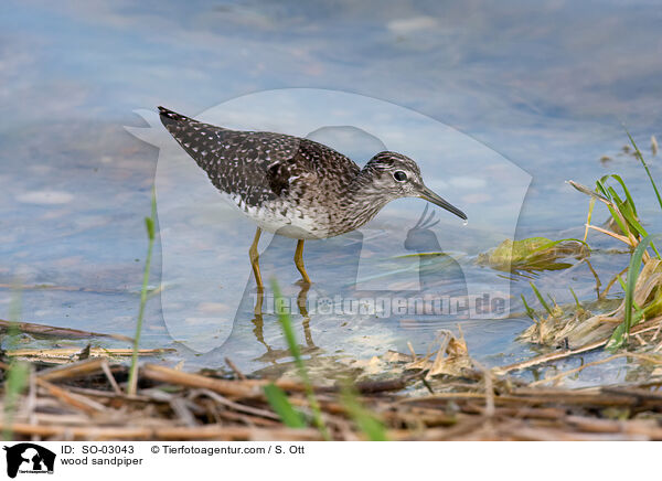 wood sandpiper / SO-03043