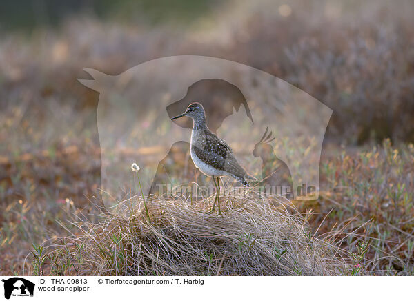 Bruchwasserlufer / wood sandpiper / THA-09813