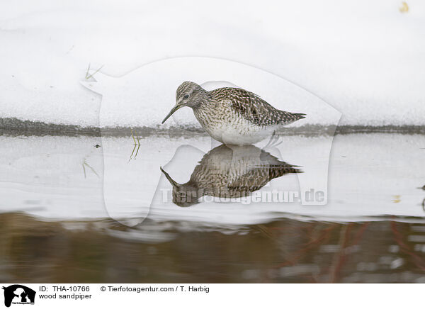 Bruchwasserlufer / wood sandpiper / THA-10766