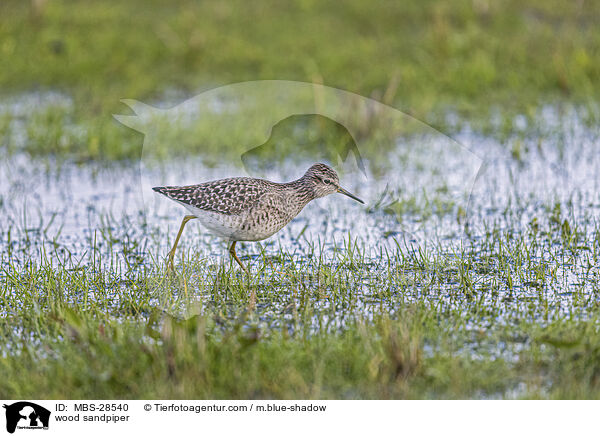 Bruchwasserlufer / wood sandpiper / MBS-28540
