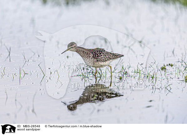 Bruchwasserlufer / wood sandpiper / MBS-28548