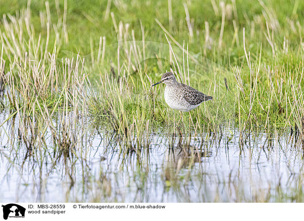 Bruchwasserlufer / wood sandpiper / MBS-28559