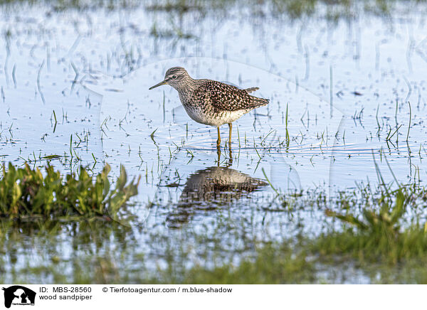 Bruchwasserlufer / wood sandpiper / MBS-28560