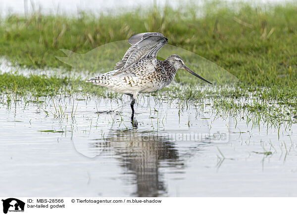 Pfuhlschnepfe / bar-tailed godwit / MBS-28566