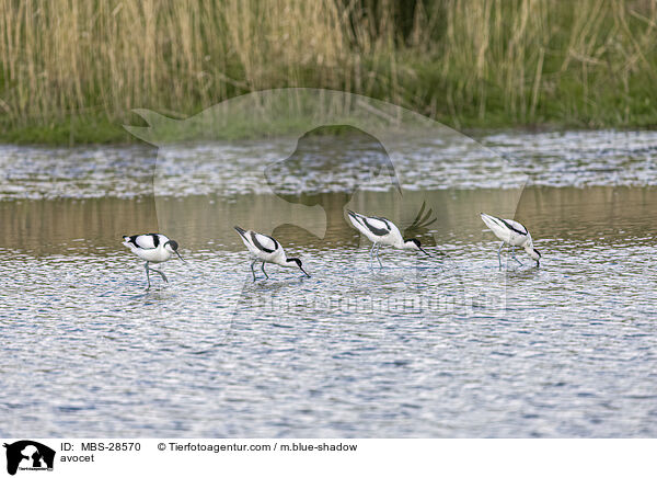 Sbelschnbler / avocet / MBS-28570