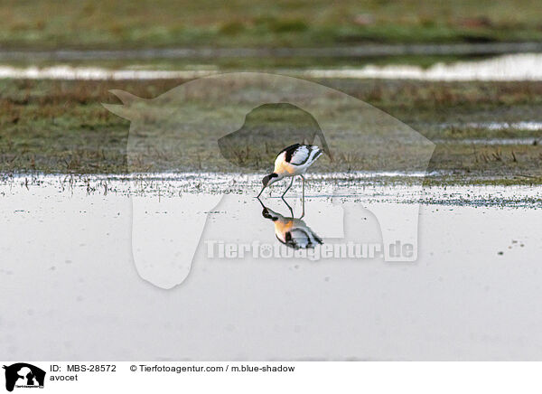 Sbelschnbler / avocet / MBS-28572