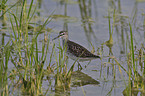 wood sandpiper