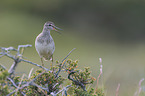 wood sandpiper