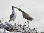 Wood Sandpiper